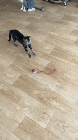 Gato jugando solo con kit automatico